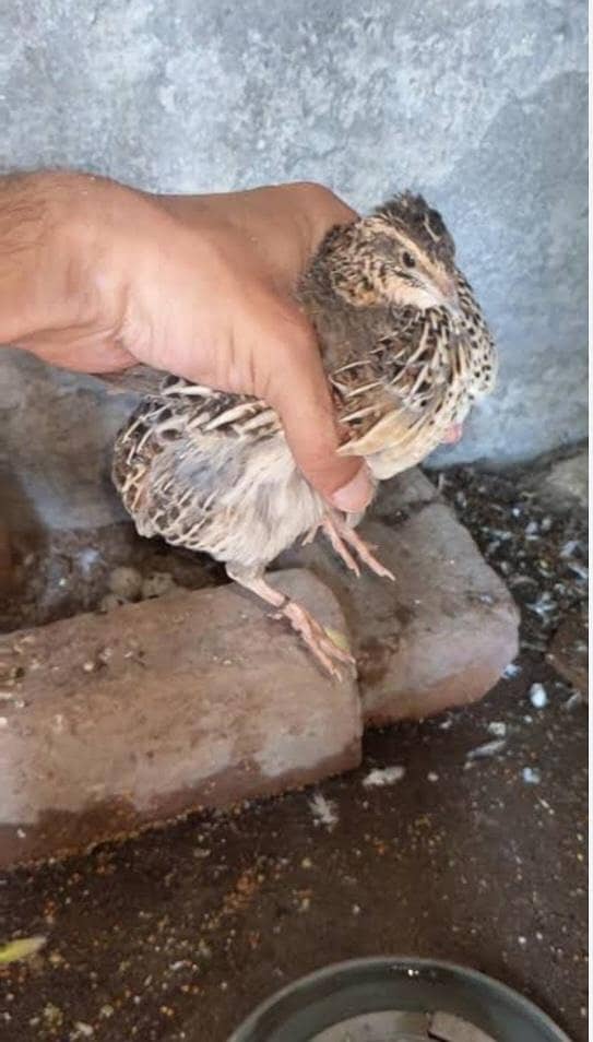 quails 0