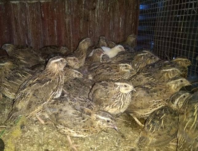 quails 1