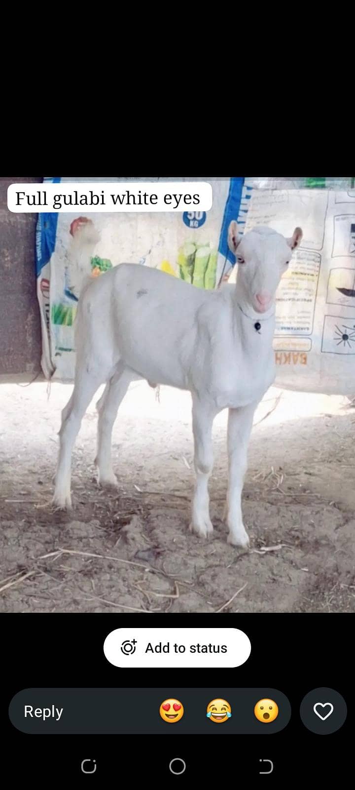 bakra 0