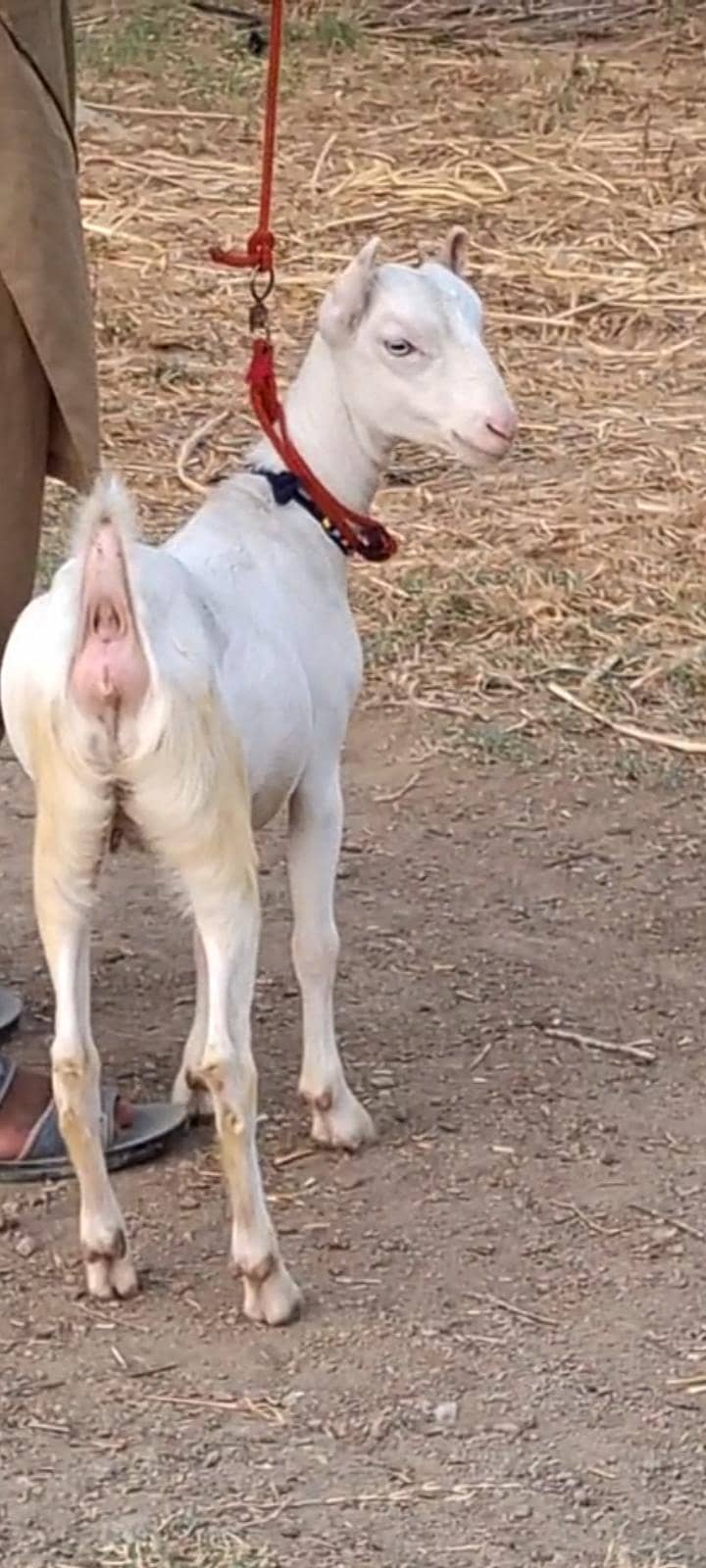 bakra 1