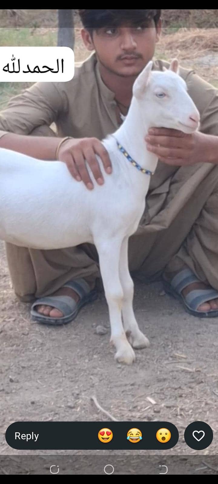 bakra 3
