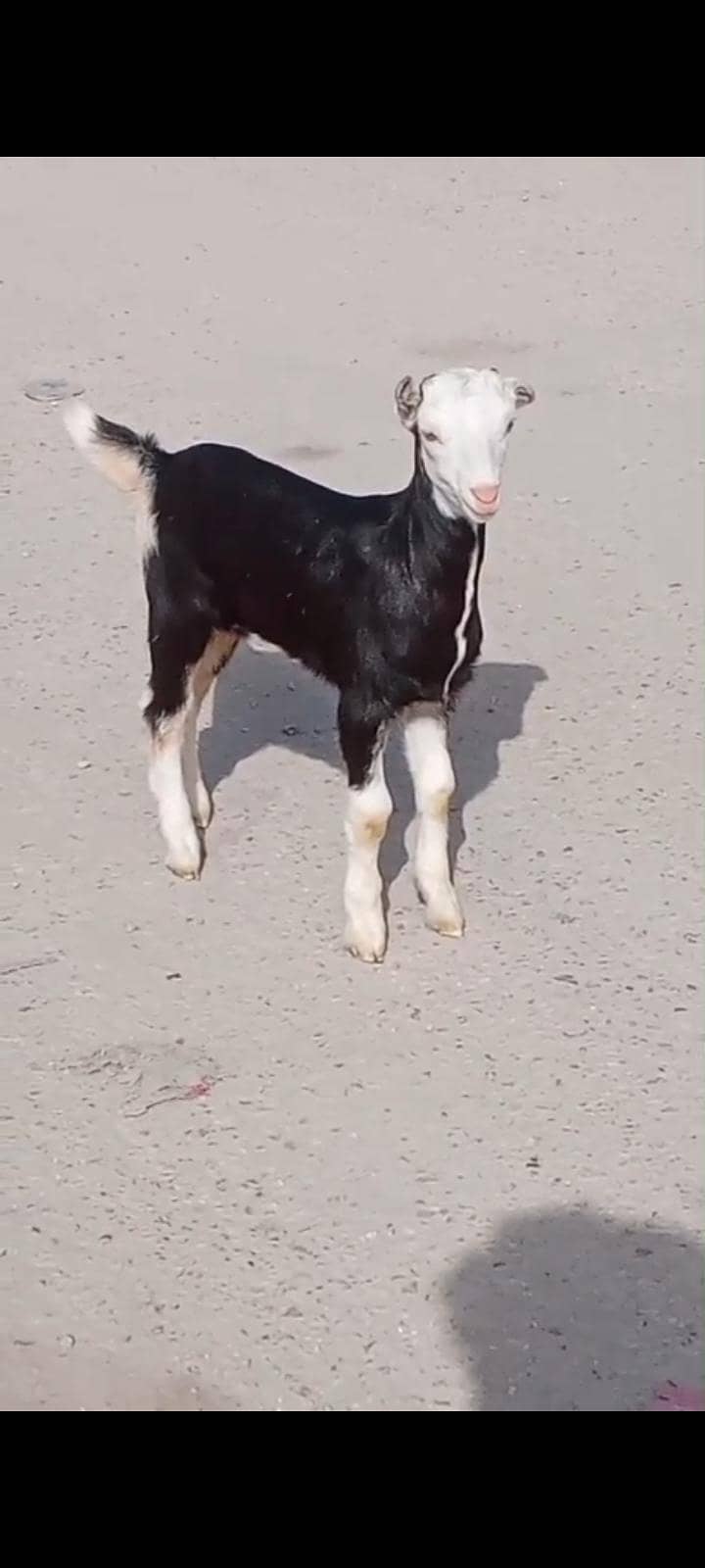 bakra 4