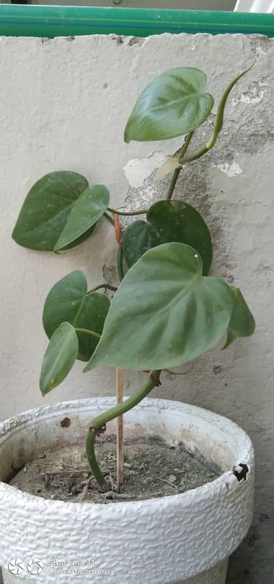 Heart shape philodendron