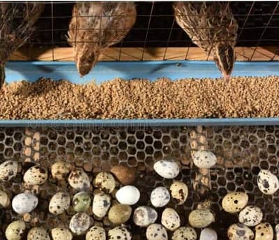 Quails fresh eggs