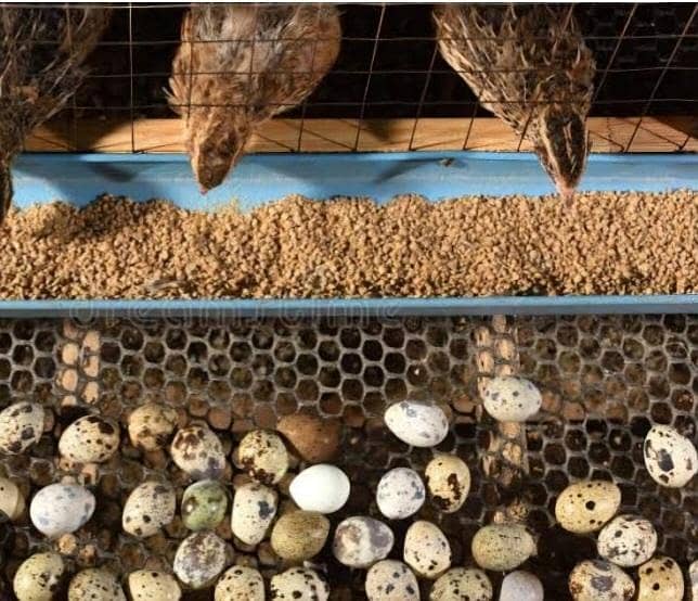 Quails fresh eggs 1