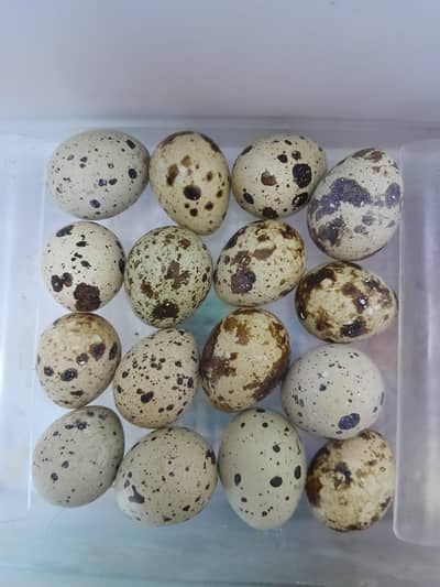 Quails fresh eggs