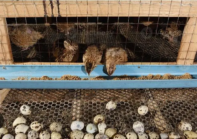 Quails fresh eggs — photo 3