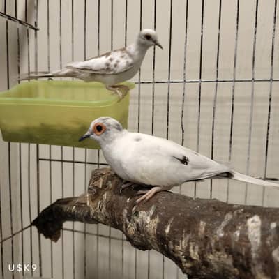 Quality Pied Dove Pair