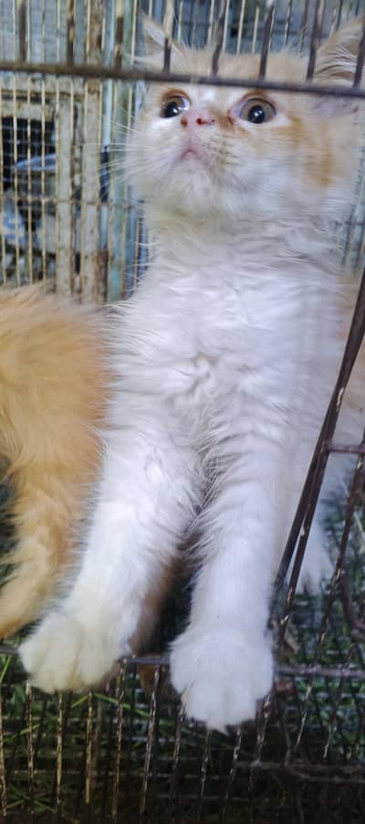Persian kittens for sale