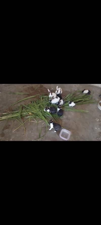 rabbit seling