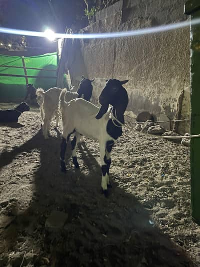 Paali bakray / sadqa /Aqiqaq / khairaat/ goats available for sell