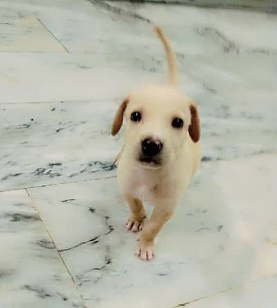 Labrador Puppy