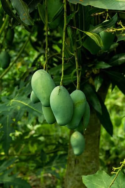 Multani Mangoes
