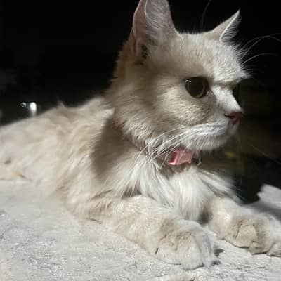 Persian cat with babies