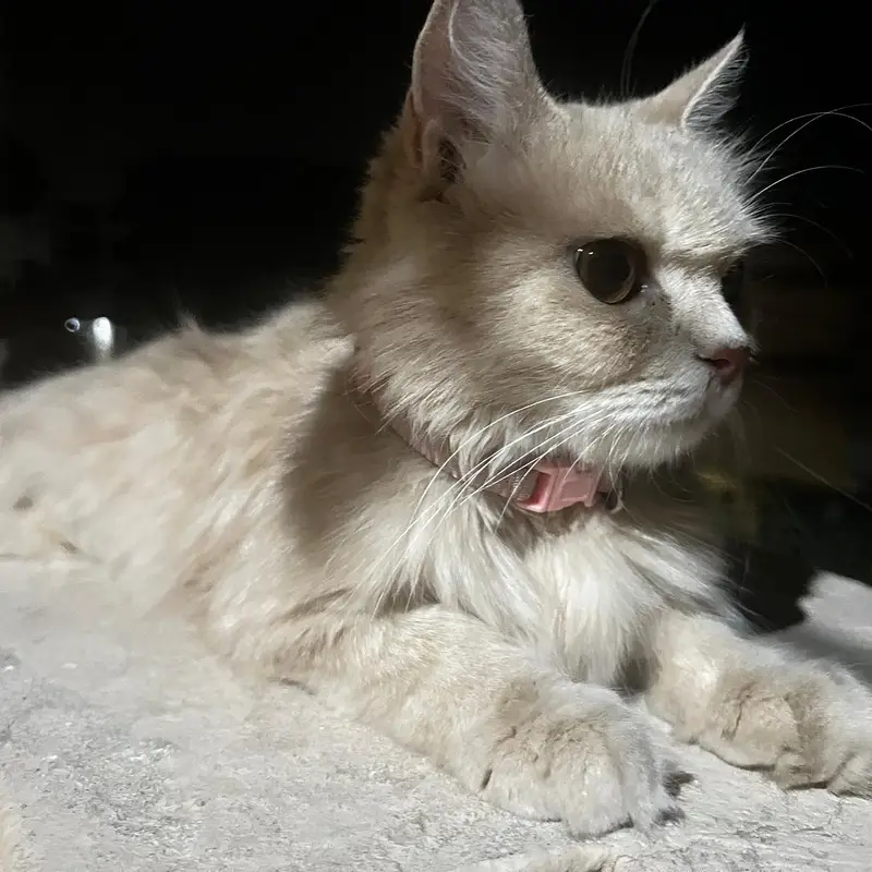 Persian cat with babies