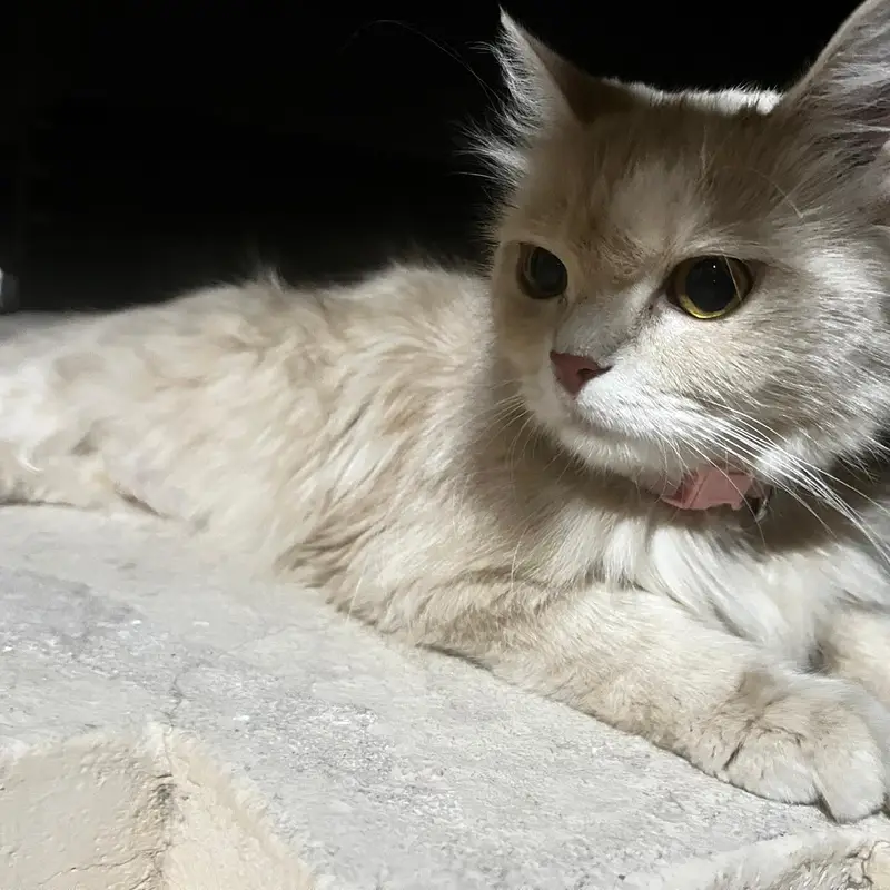 Persian cat with babies — photo 2