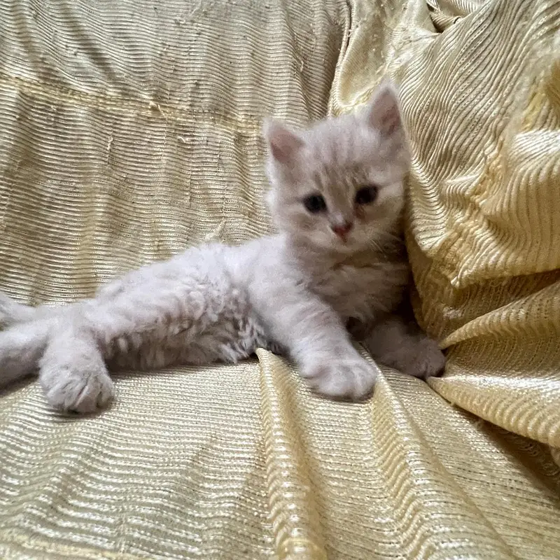Persian cat with babies — photo 3