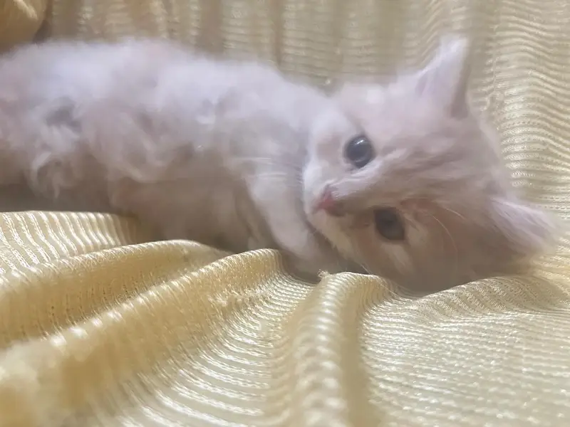 Persian cat with babies — photo 4