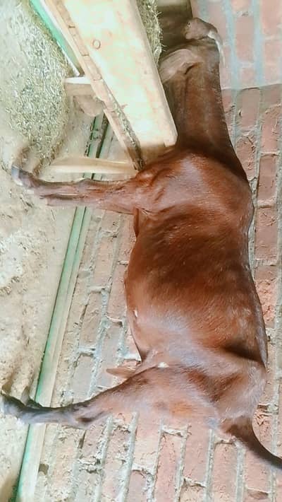 gabban bakri 1.5 mah with 4 months kid