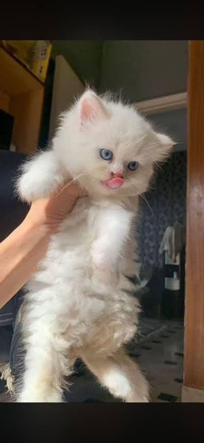 blue eyes Persian kitten male contact Whatsapp 03123168454