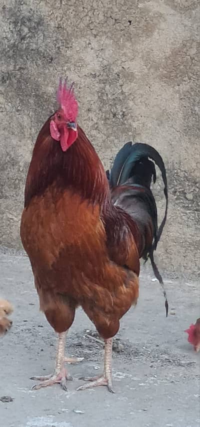 Beautiful Home gtown Cock