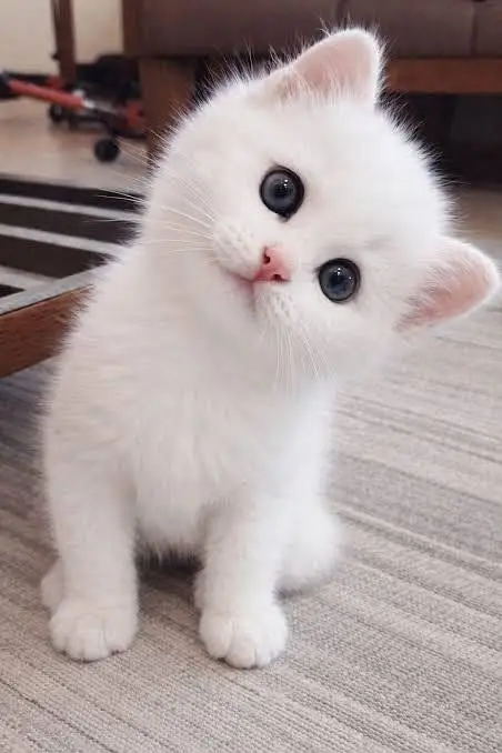 Quality Kittens Dr Sana — photo 3