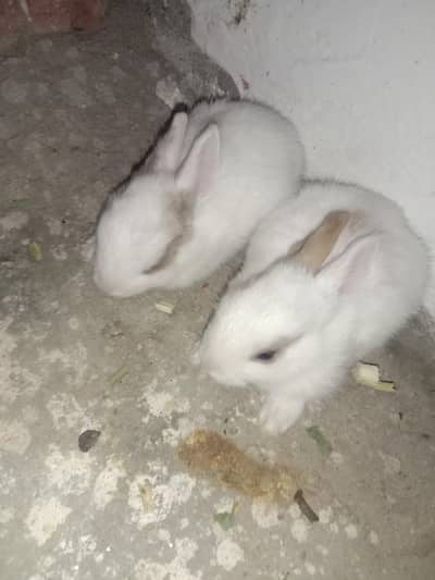 rabbit baby's for sale 03224186572