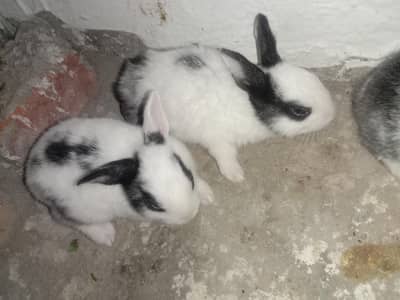 rabbit baby's for sale 03224186572