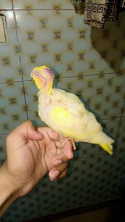 Cocktail Chiks & budgies