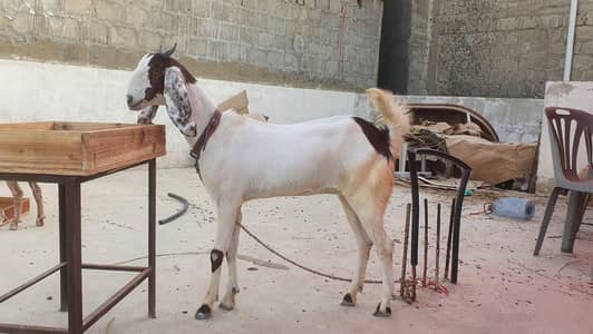 ablak pat