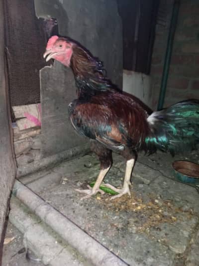 laakha paatha for sale