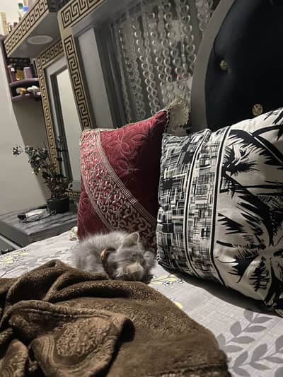Persion cat double coated