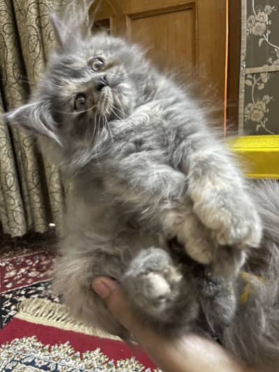 Persion cat punch face triple coat for sale