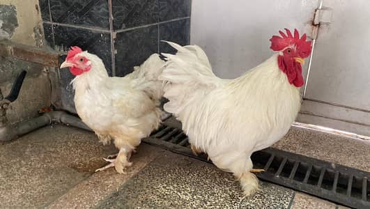 Bantam complete setup for sale
