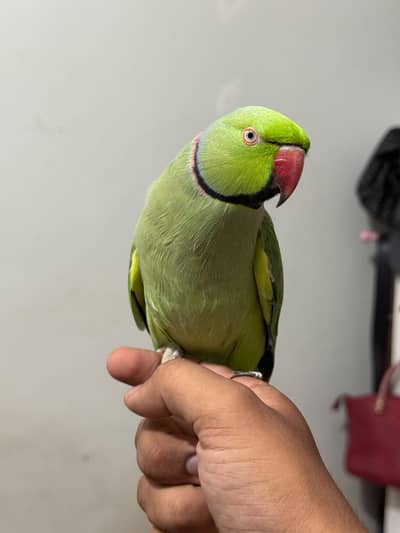 talking parrot