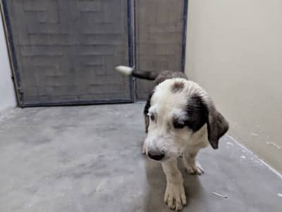 Alabai male pups