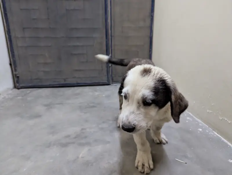 Alabai male pups