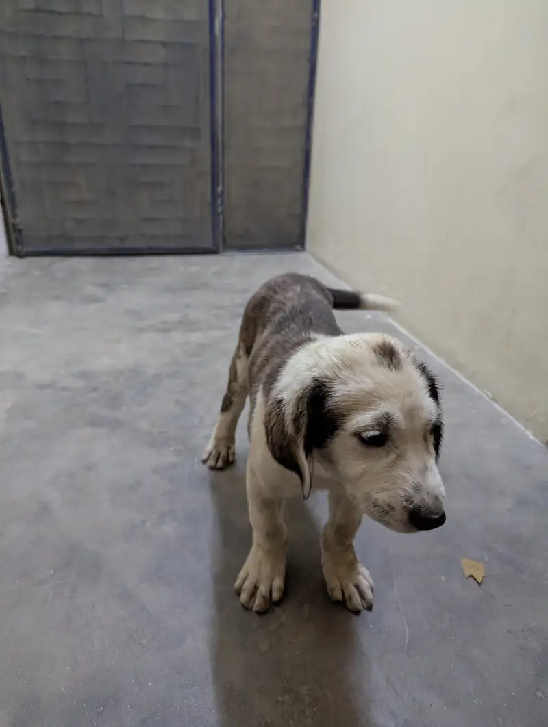 Alabai male pups — photo 2