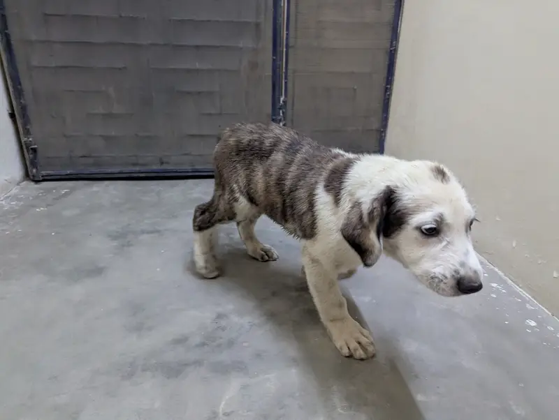 Alabai male pups — photo 3