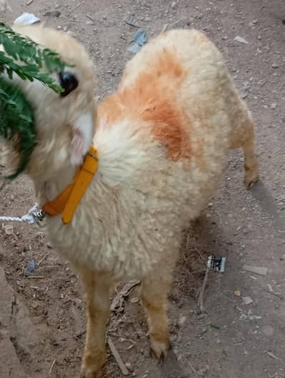 new add 7 dumba nar  urgent sale