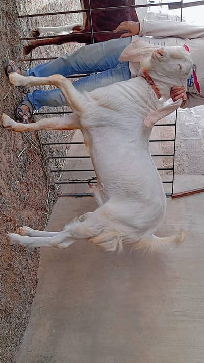 Best goats