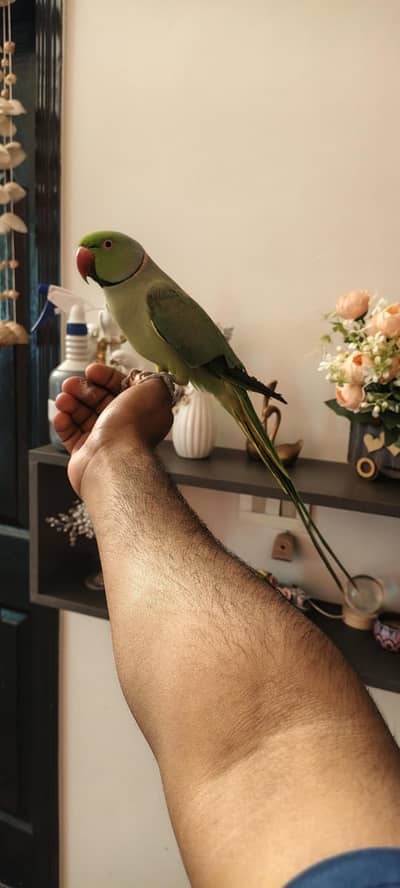 Handtamed Green Parrot