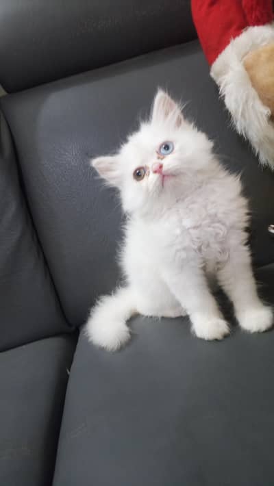 Pure Persian Semi Punch Face Snow White Odd Eye Female Kittens/Cats