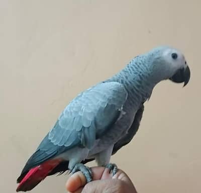 Grey parrot