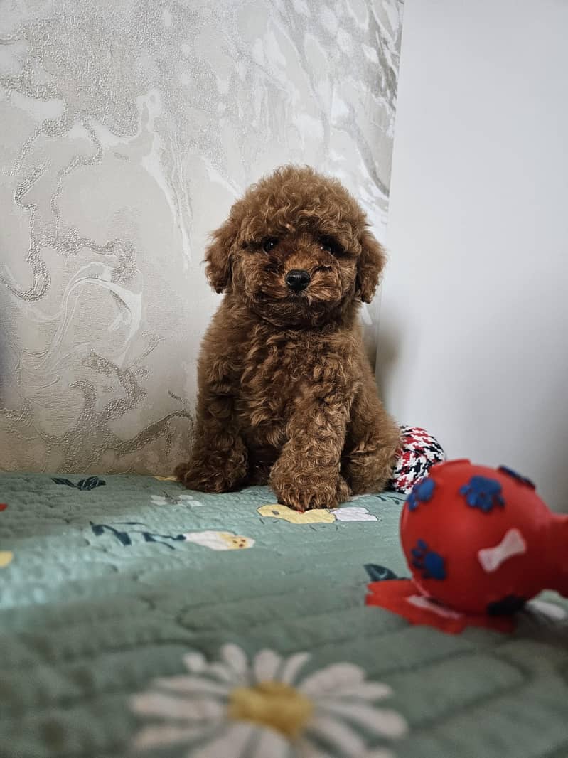 poodle 0