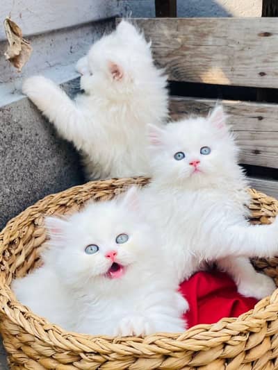 Quality Persian Punchface cat & kitten. moreWhatsApp 03314426573