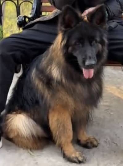German Shepherd Male