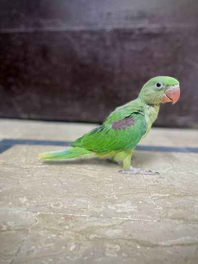 Raw parrot chick
