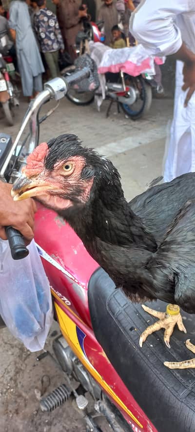 extra big size Shamoo Aseel hen