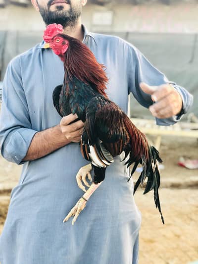Lakha mianwali Top Quality For Sale Reasonable price.